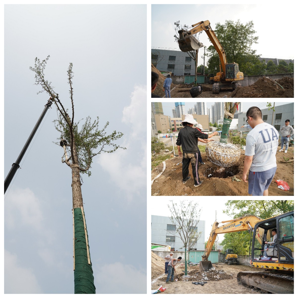 建设9001诚信金沙家园 金沙9001cc 以诚为本举办树木栽植活动
